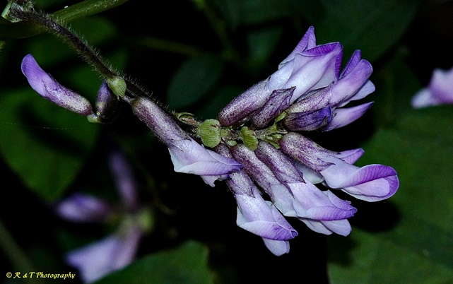 {Amphicarpaea bracteata}